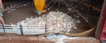 Mais de 4 mil frangos morrem por causa do calor e queda de energia em granja do Paraná