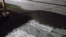 Invasão de besouros causa estragos em cidade argentina; assista