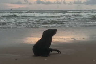 Filhote de lobo-marinho é encontrado na Praia Brava, de Matinhos