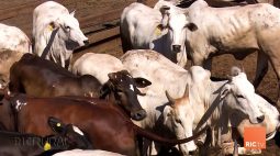 Região de Cascavel registra casos de raiva bovina