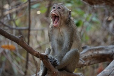 Macaco mata bebê de três meses