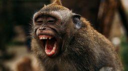 Viu um macaco pela UEL e não sabe o que fazer? Professora dá dicas para evitar ataques