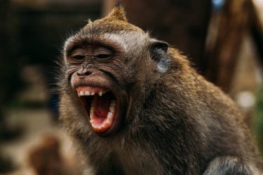 Viu um macaco pela UEL e não sabe o que fazer? Professora dá dicas para evitar ataques
