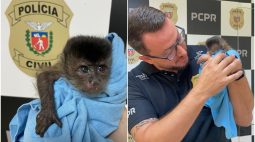 Filhote de macaco-prego que seria vendido ilegalmente por R$ 7 mil é resgatado