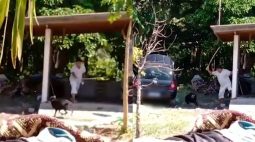 VÍDEO: Homem é preso por maus-tratos ao ser flagrado batendo em cachorros com chicote