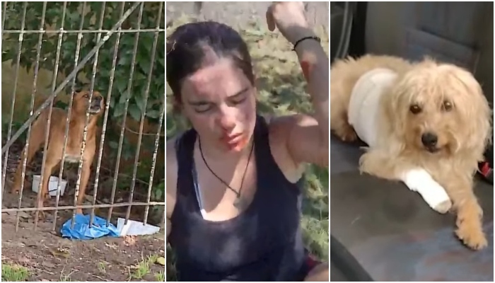 Mulher é atacada ao proteger cães de outros cachorros na rua: “veio direto no pescoço”