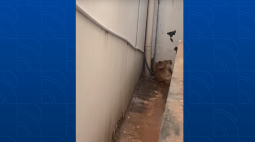 Vídeo: Onça parda é encontrada nos fundos de residência no centro de Goioerê