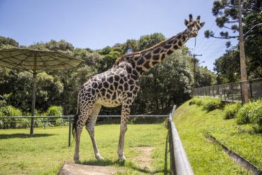 Pandinha, girafa mais velha do Brasil, morre no Zoológico de Curitiba