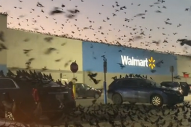 Pássaros pretos invadem estacionamento e assustam motoristas; assista