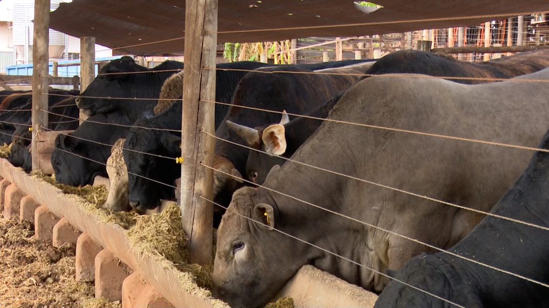 Quatro casos de raiva bovina são identificados na região de Cascavel