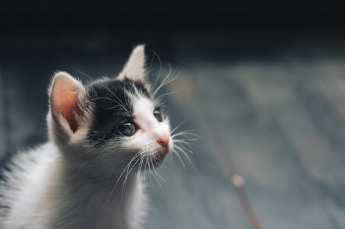 Existe remédio caseiro para gato com problema renal?