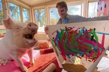 Pigcasso: porca que foi resgatada do abate agora é uma artista