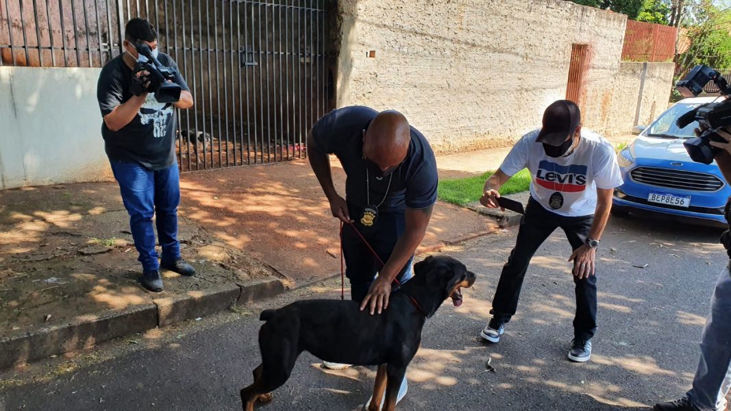 Cadela rottweiler é resgatada com sinais de maus tratos em casa abandonada de Maringá