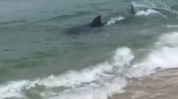 Vídeo: Tubarão é visto nadando próximo a faixa de areia