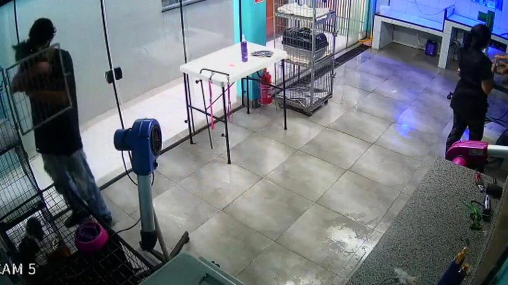 Funcionário de pet shop é flagrado dançando com cachorro; assista