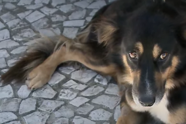 Policial que adotou cão atropelado em Matinhos pede ajuda para escolher nome