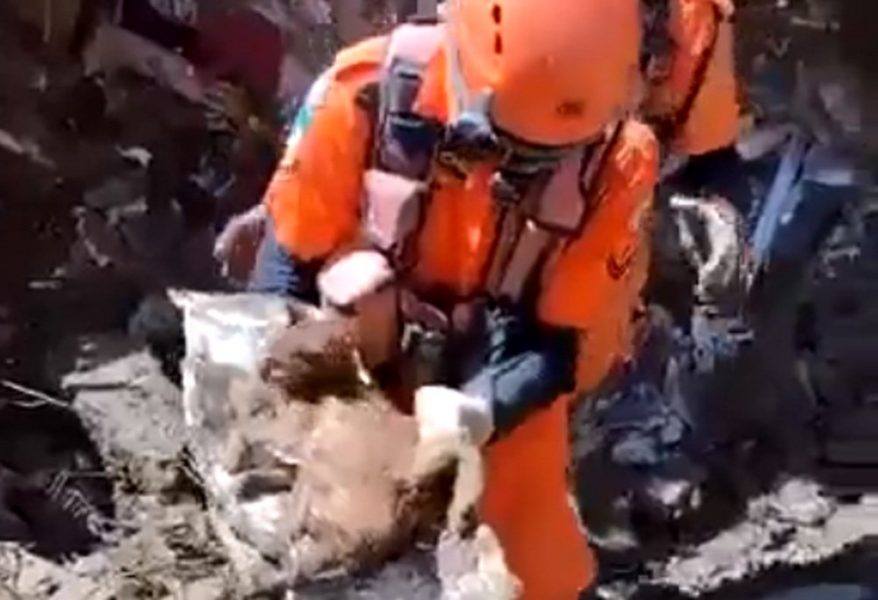 VÍDEO: Gato é resgatado após ficar dias soterrado nos escombros de Petrópolis