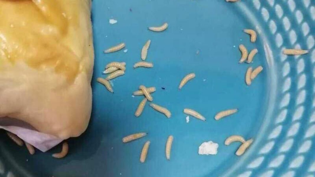 Cliente encontra infestação de larvas em lanche