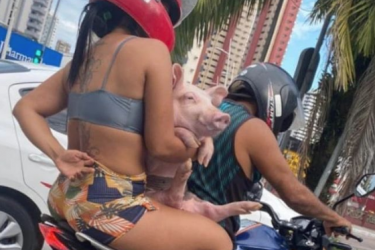Porco aventureiro: animal é flagrado ‘pegando carona’ em moto