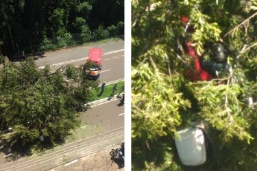 Árvore cai e atinge motociclista na Avenida Laguna, em Maringá