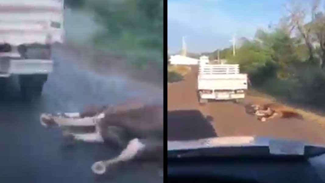Preso à corda, cavalo é arrastado em rodovia do Paraná; veja o vídeo