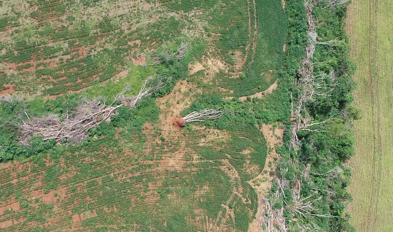 Fazenda de Campo Mourão recebe multa de quase R$ 110 mil por desmatamento