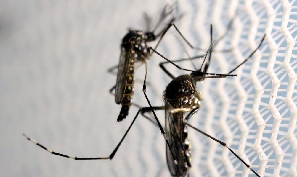 Paraná passa dos 90 mil casos notificados de dengue