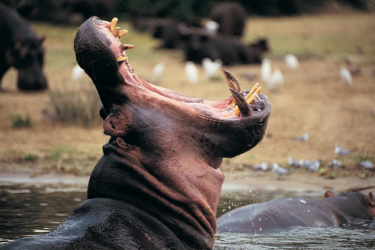 “Era viscoso, escorregadio e molhado”, diz homem atacado por hipopótamo