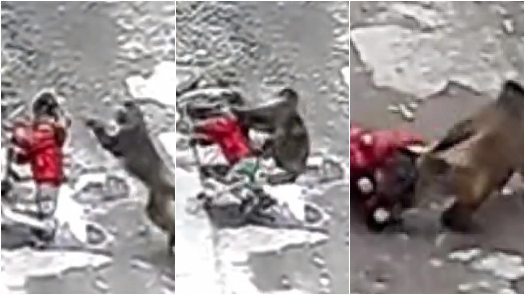 Vídeo: Criança é atacada e arrastada por macaco enquanto brincava com patinete
