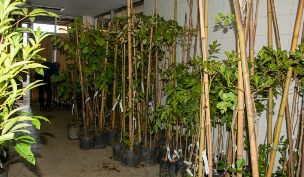 Prefeitura de Curitiba inicia distribuição de 5 mil mudas de árvores nativas; saiba como retirar