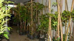 Prefeitura de Curitiba inicia distribuição de 5 mil mudas de árvores nativas; saiba como retirar
