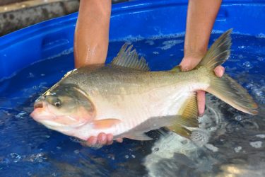 24ª Feira do Peixe Vivo de Santa Terezinha de Itaipu começa nesta terça-feira (12)