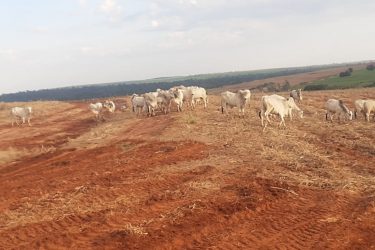Bandidos furtam 57 cabeças de gado em fazenda no noroeste do Paraná