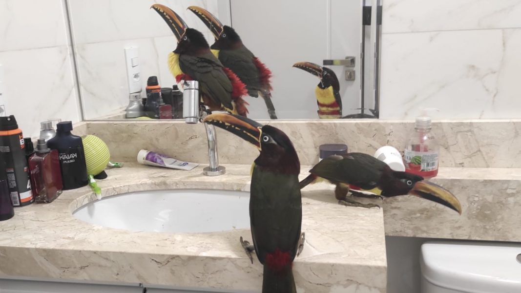 Pássaros ‘parentes’ dos tucanos aparecem dentro de apartamento ao lado de avenida movimentada