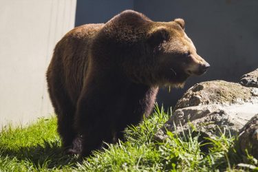 Cardápio do zoológico de Curitiba é alterado para proteger animais do frio