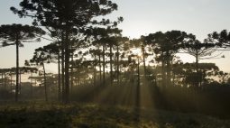 10 mil mudas de araucárias serão plantadas para resgatar paisagem original de Cascavel