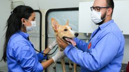 Maringá oferece atendimento veterinário gratuito na Vila Morangueira