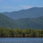 Dia Nacional da Mata Atlântica: Antonina e Guaraqueçaba terão vegetação restaurada