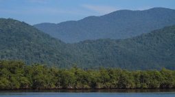 Dia Nacional da Mata Atlântica: Antonina e Guaraqueçaba terão vegetação restaurada