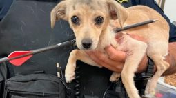 Cachorrinha de quatro meses sobrevive após levar flechada no pescoço; veja fotos