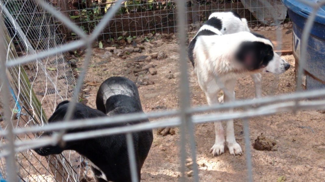 Polícia encontra 25 cães trancados em local com fezes e ratos mortos