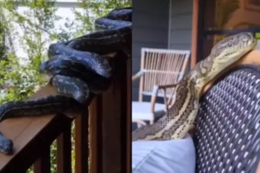 Cobras gigantes são encontradas dentro de casa e assusta família