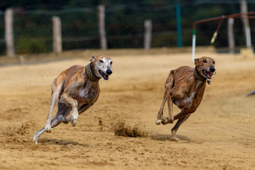 Lei proíbe corridas competitivas de cães no PR; multa chega a R$ 10,7 mil