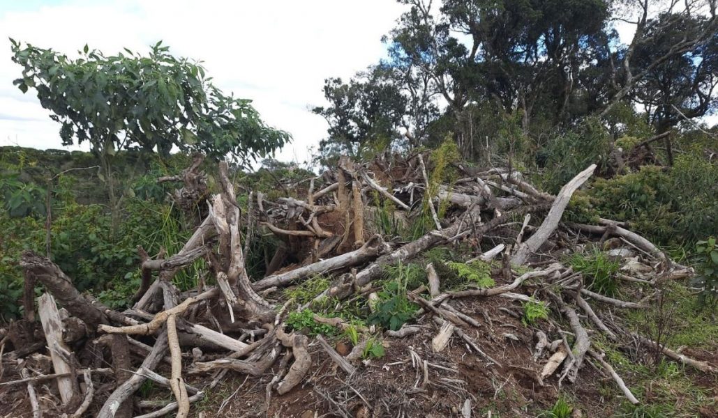 IAT flagra 336 hectares de desmatamento no PR; multas ultrapassam R$ 2 milhões