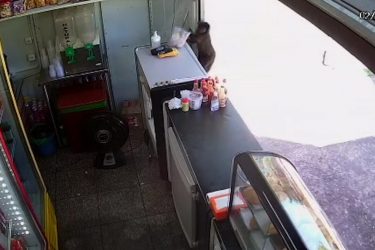 Câmera de segurança flagra macaco furtando comida em lanchonete de universidade; assista