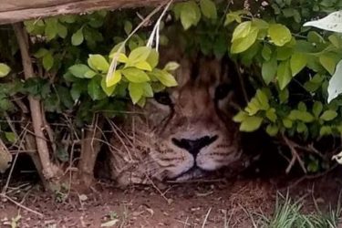 Moradores pedem ajuda ao ver leão no quintal mas descobrem algo inusitado