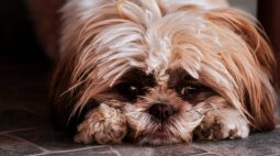 Ansiedade canina: saiba quais são os sintomas e as causas