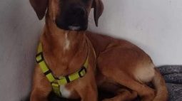 Cachorrinha ‘caramelo’ desaparece em Curitiba e donos pedem ajuda