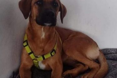 Cachorrinha ‘caramelo’ desaparece em Curitiba e donos pedem ajuda