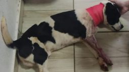 Adolescente esfaqueia cão em Cafelândia e revela à PM “desejo” de matar os pais